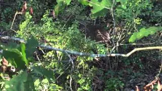 Fort Stewart baby buck