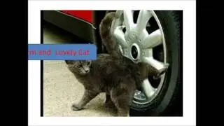 ***How To Stop My Cat Peeing Inside-Cat Spraying No More Reviews***
