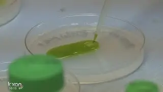 Using the environment to fight Zika-carrying mosquitoes