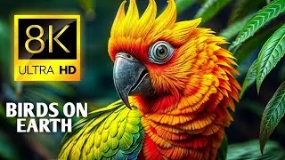 Birds On Earth 8K Video Ultra Hd 60 Fps - Amazing Wild Birds