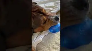 Ralph&rsquo;s play time😍🧿🙏🏻🕉️🙏🏻 #pets #funny #animals #puppy #cute #petlovers #trendingshorts