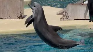 Light The Sky | Opening Segment | Dolphin Adventures | June 24, 2025