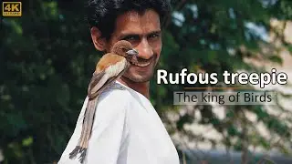 Rufous treepie Bird |The Master mind Bird|