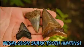 Digging for Megalodon Shark Teeth in a Florida Creek!
