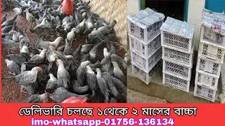 ফাউমি মুরগির বাচ্চা দিতে গেলাম মোনহারপুর,দাশেরহাট..01756-136134