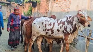 ২২ জানুয়ারি 2026| লন্ডন প্রবাসী কেমন দামে কিনলেন টপ কোয়ালিটির শাহীওয়াল জাতের ষাঁড় বাছুর গরু 