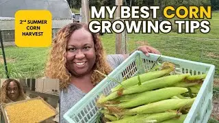 My Best Tips for Growing Corn