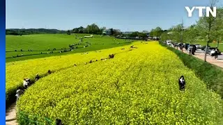 K-드라마 속 그곳...'고창 청보리밭 축제' 인기 / YTN