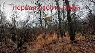 первая работа Пифи