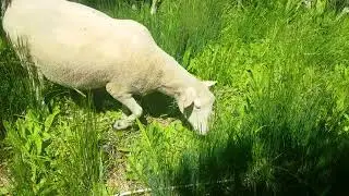 Targeted Grazing with Sheep