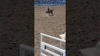 little buckers