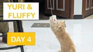 Kitten - Yuri & Fluffy | Cat New Home | Day 4 #kitten #catvlog #persiancat #day4