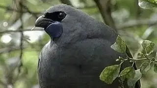 Story of Duncan the kokako comes to a close