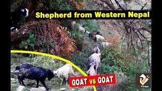 Shepherd Life in the rural village of Western Nepal || Red Village