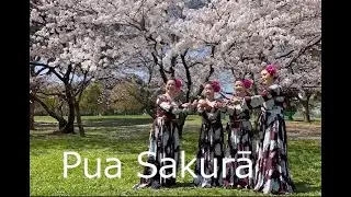 Pua Sakurā2022