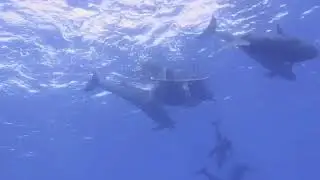 Amazing Pod of False Killer Whales