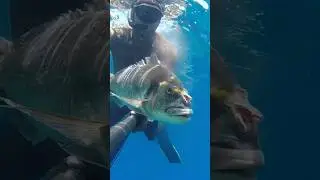🐟🥰Daurade🥰🐟 #spearfishing #fishing #pescasub #fish #ocean #gopro #orata #seabream