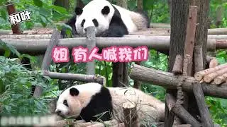 花花等比例长大的证据再加一！女明星就是古希腊掌管可爱的神吧#熊猫 #国宝 #花花 #搞笑