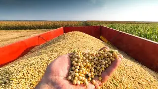 Amazing Soybean Production And Harvest By American Farmers - Harvesting Machine American Farming