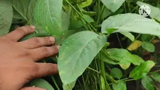 js 0033 60 din 7067109468#viralvideo #farming #myfarminglifeandme early majority