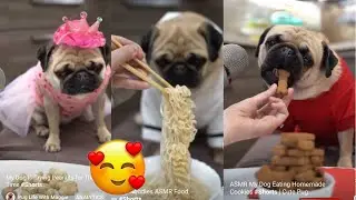 PUG Food Taste Test Reviews ASMR - Funny Dog Eating