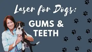 TerraQuant Laser for Dogs l  Teeth & Gums