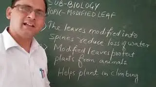 Modified leaf