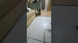 Cat boss