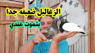الزغاليل ضعيفه ومش بتكبر هقولك تعمل إيه معاهم من أسرار أحمد ابو هاجر