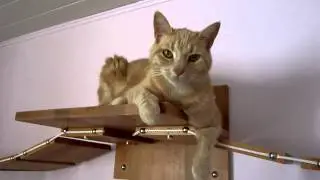 Pi&eacute;ce pour chats avec confort
