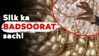 How is silk made? | Silk awareness video