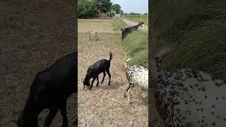Mujahid di leli. Afzal Wapari #animals #livestock #farming #goat #love #viralvideo #subscribe