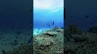 Andman corals #india #aquarius #havelock #marine #underwater #marinelife #ocean #scubadiving #andman