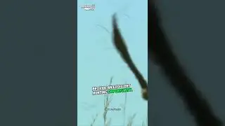 Birds use fire to hunt.