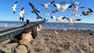 AR-12 Shotgun Snow Goose Hunt! (CATCH CLEAN COOK)