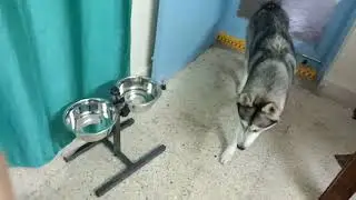 LKYZA  Adjustable Elevated Pet Feeder Raised Dog Bowls