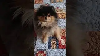😂почему я долго всё делаю #шпиц #померанскийщпиц #рукоделие #лоскутноеодеяло