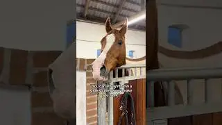 Lifehack from one horse to another 😂 #horse #horses #pony #rider #riding #equestrian #horseriding