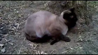 Сиамский кот в ударе