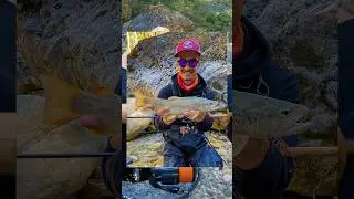 NON solo MARMORATE in TRENTINO😬#trentino #marmorata #fario #stream #trota