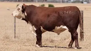 Lot 22 DAYV087 Days Whiteface 2026