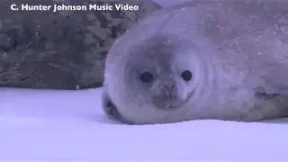 Baby Weddell Seals Pups Antarctica Sounds