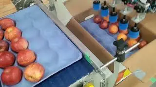 Suction cup grippers for packaging apples Robotic automation solution Pick and Place GRIPWIQ