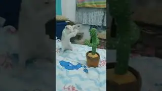 karate cat Fun with toy😂😂|| Funny & cute pets || Try not to laugh #pets#cats#karate#kungfu#shorts