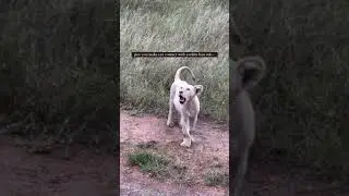 White Lion Cub in wild | Birmingham Pride | #lion #wildlife #shorts #viral #animals #nature #lions