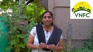 4500 வருடங்களாக நிமிர்ந்து நிலைத்து நிற்கும் சிறுதானியம்|வடிவு வீராவுடன் தினமும் ஒரு அரிசி நாள்-7