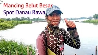 MANCING BELUT BESAR UMPAN IKAN SPOT DANAU RAWA TEMPAT ORANG MANCING || MANCING BELUT RAWA