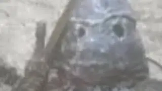Rat adventures (dark souls 3)