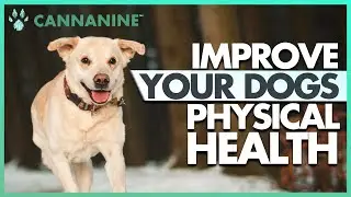 How Can CBD Improve Your Dog&rsquo;s Physical Health