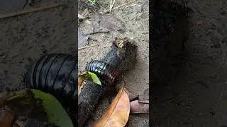 millipede | nice Millipede | millipede part 16